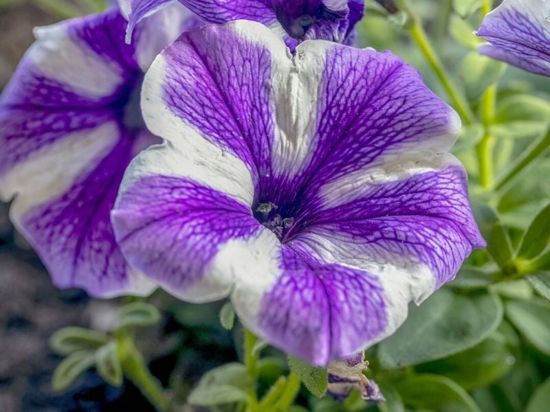 pétunia pourpre