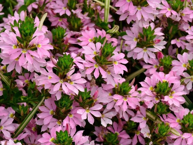 scaevola rose