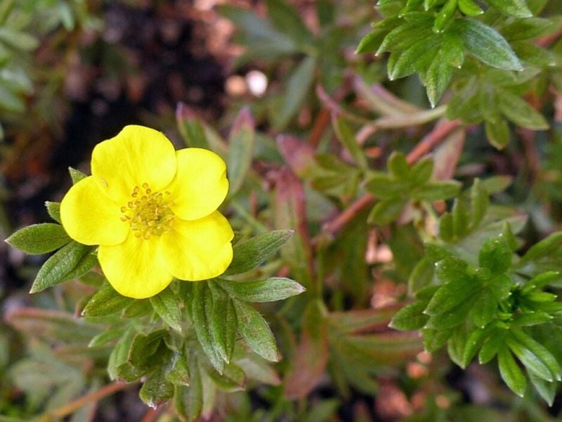 potentille jaune