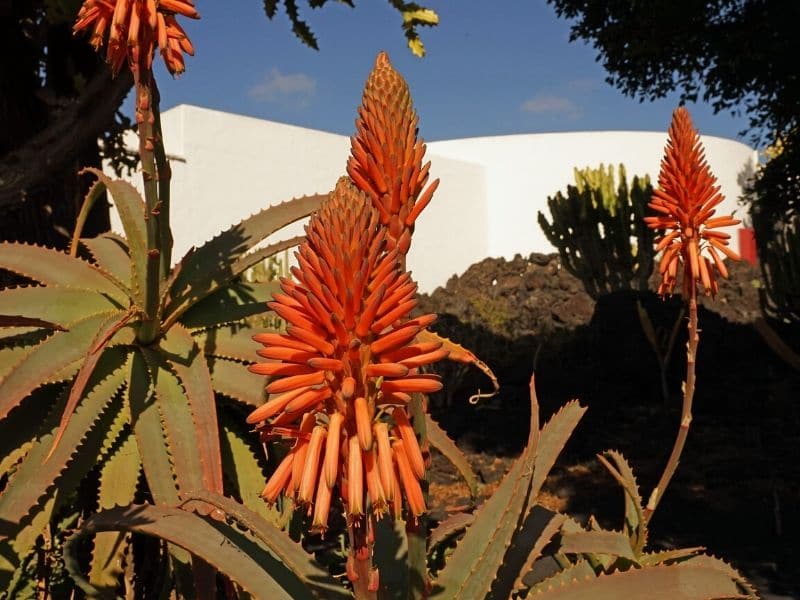 fleurs d'aloe vera orange