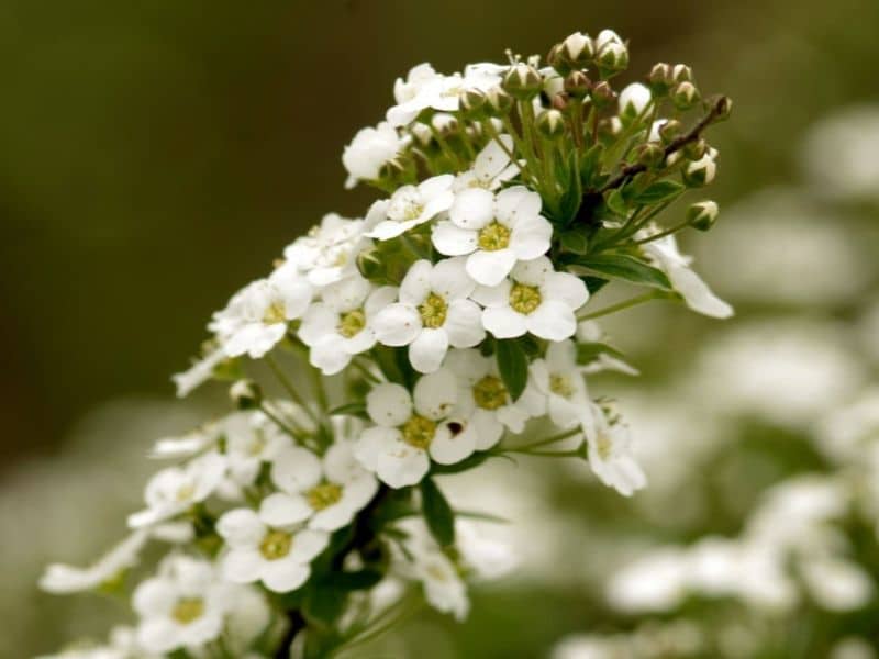 alyssum blanc
