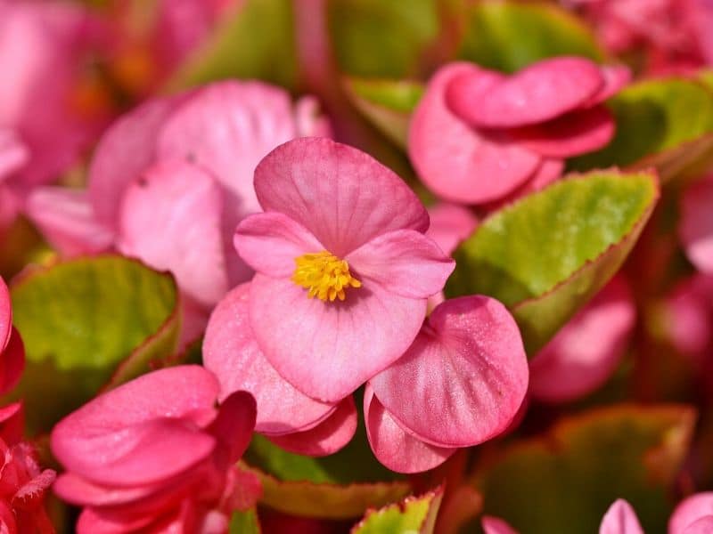 fleur de bégonia rose