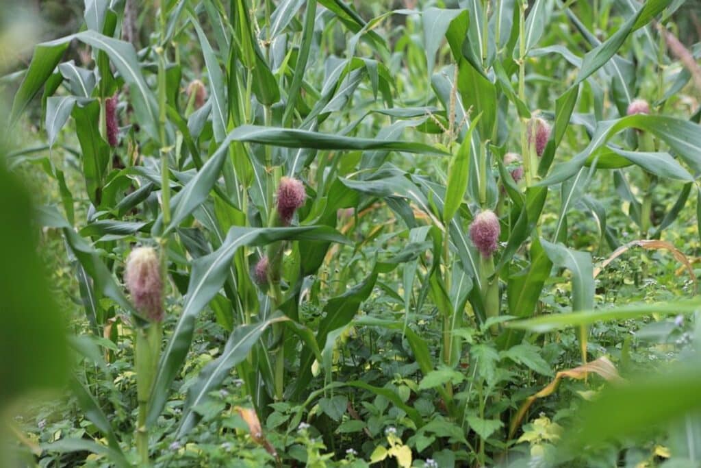 plantes de maïs