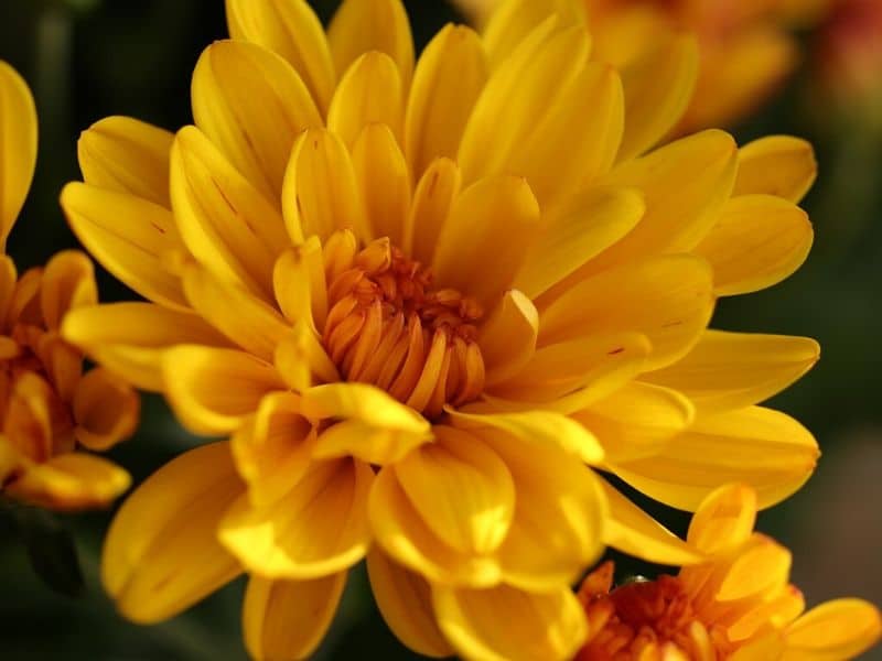 fleurs de chrysanthème jaune