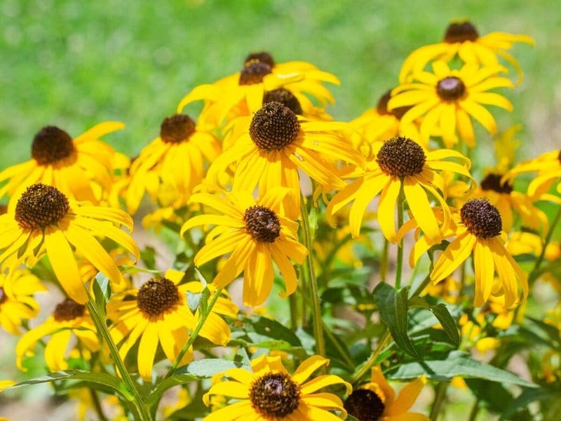 fleurs de susan aux yeux noirs