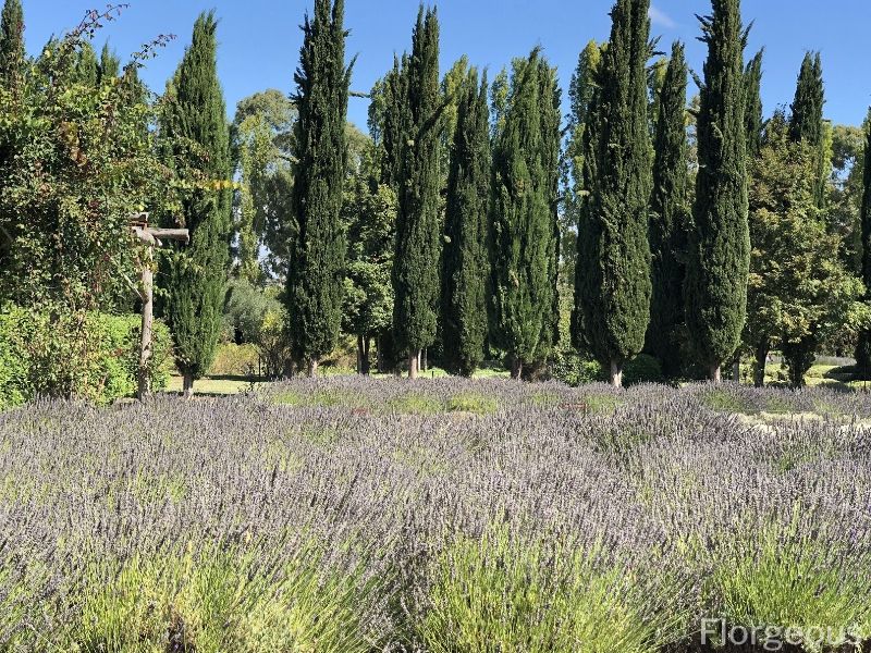 plantes de lavande