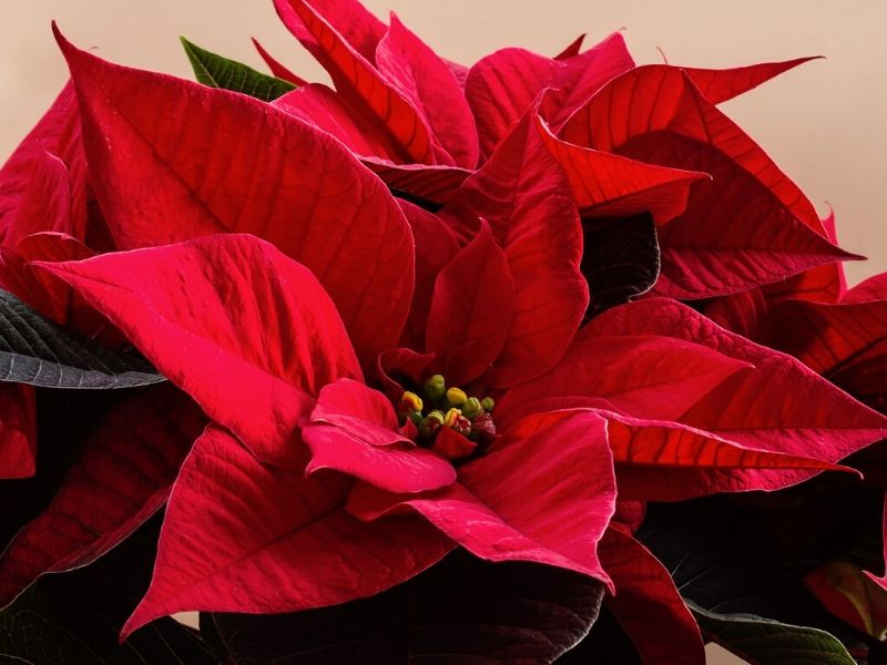 poinsettia rouge