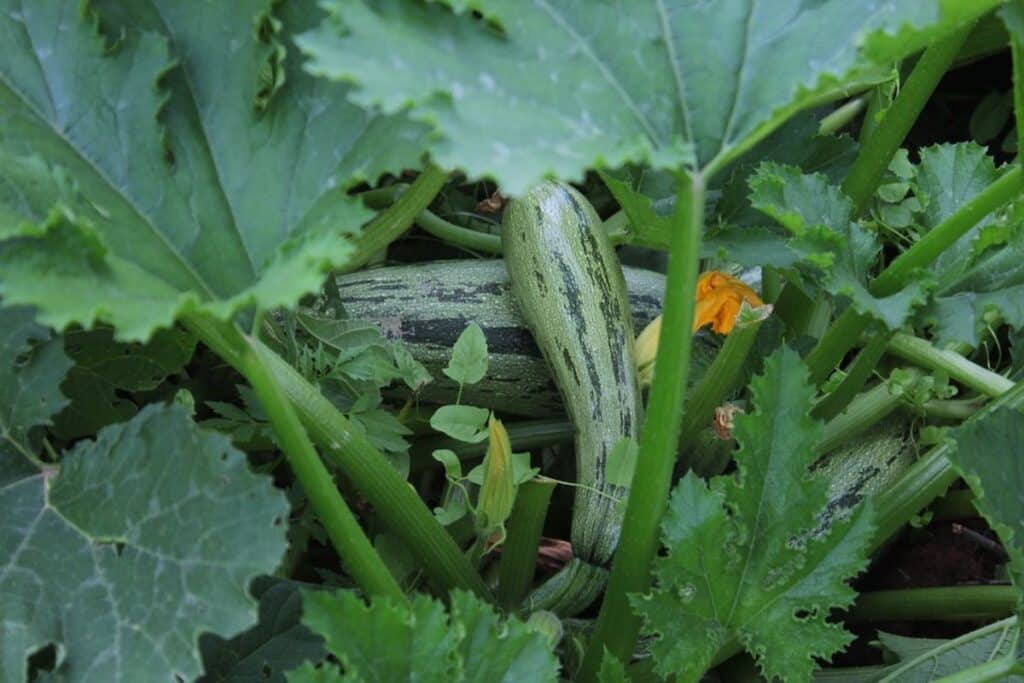 plante à courge