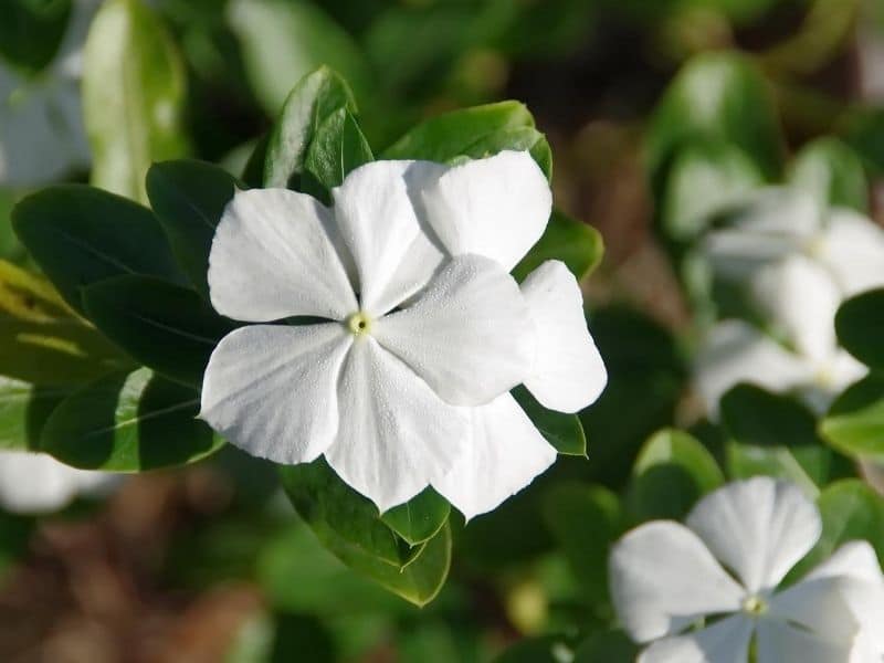 vinca blanc