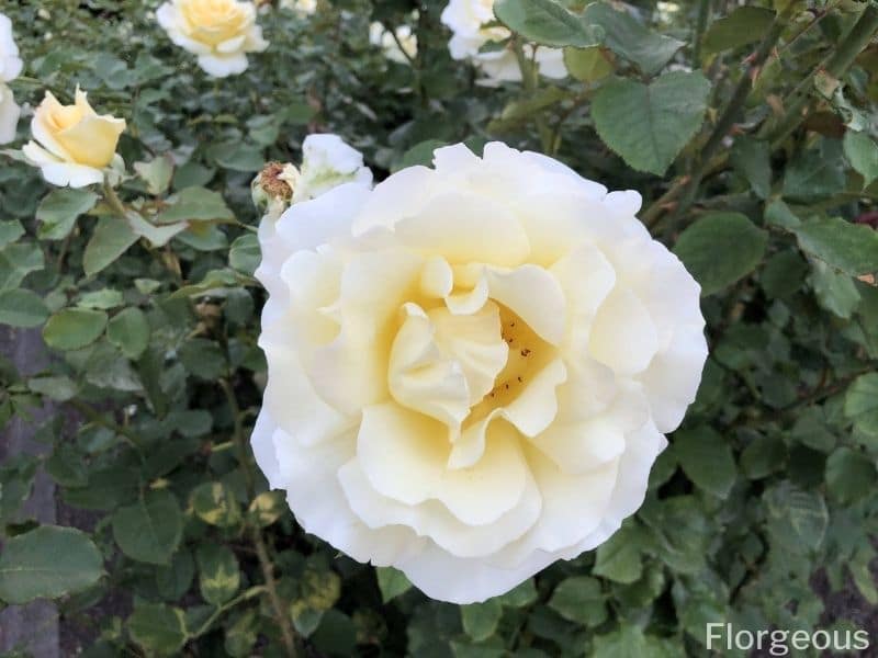 fleur de rose blanche