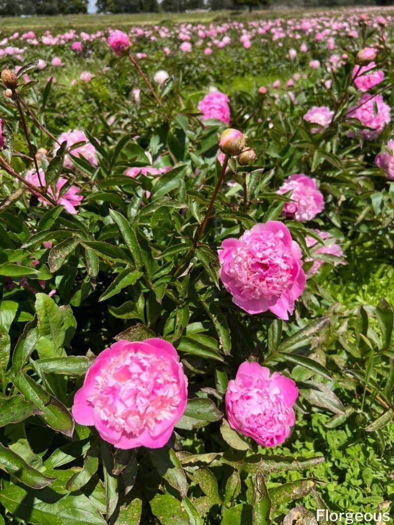 fleurs de pivoine rose