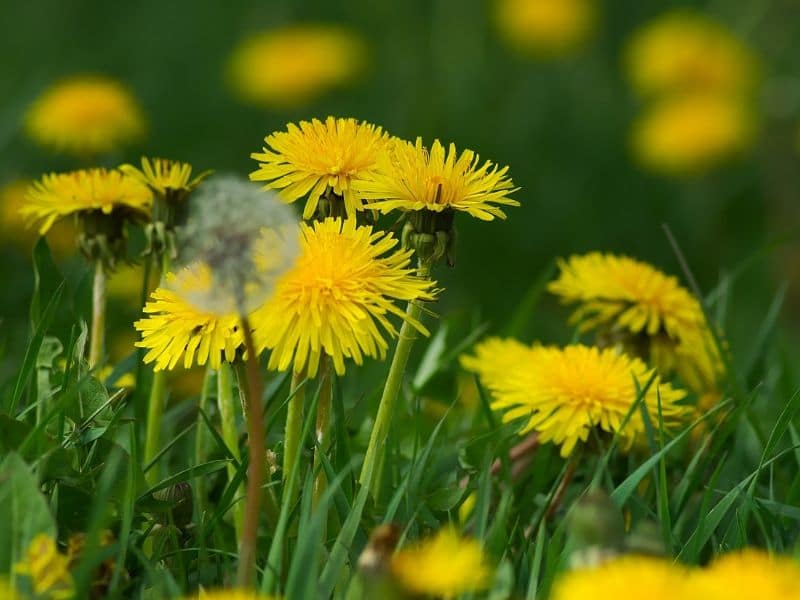pissenlit jaune