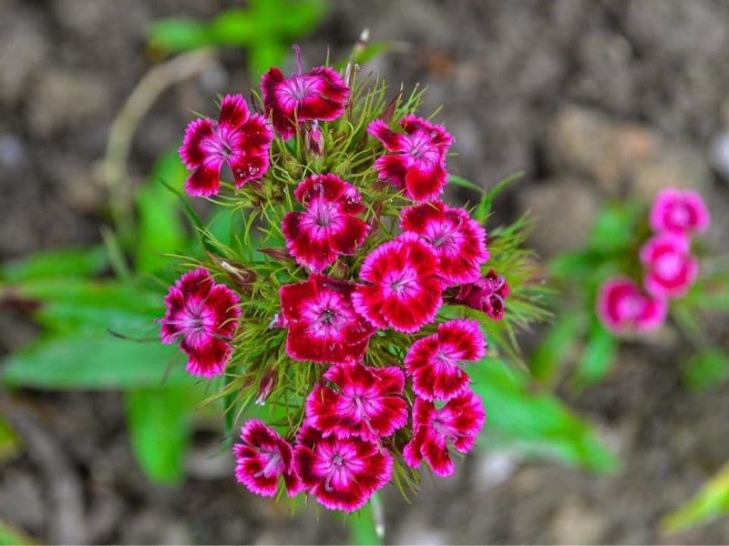 plante dianthus