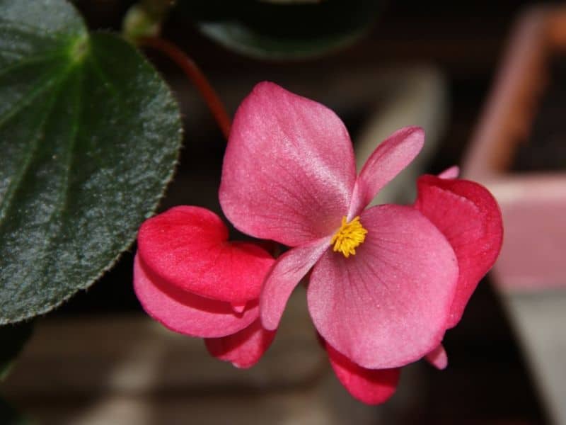 bégonia rose