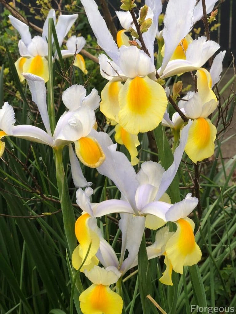 iris jaune et blanc