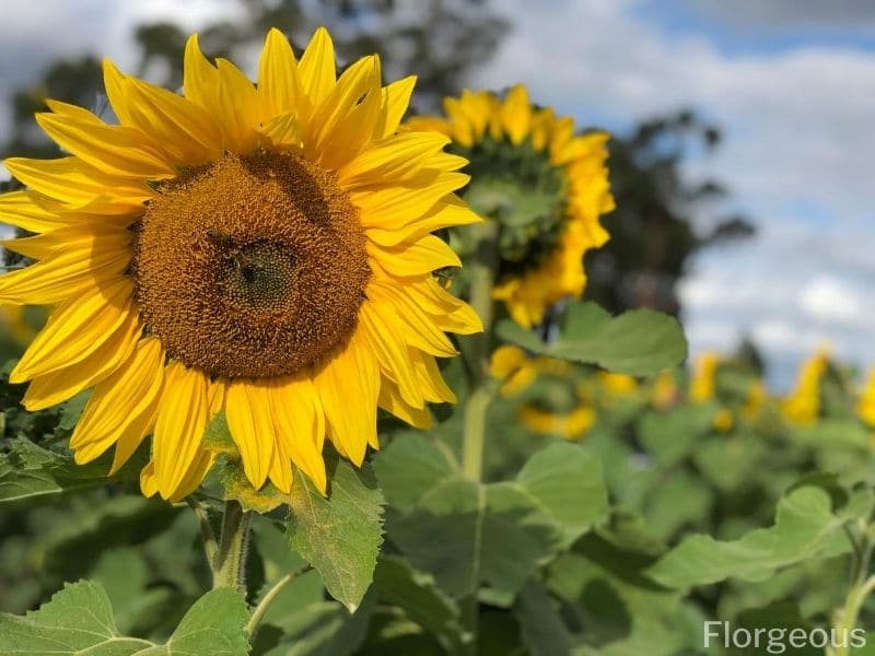 tournesol photo