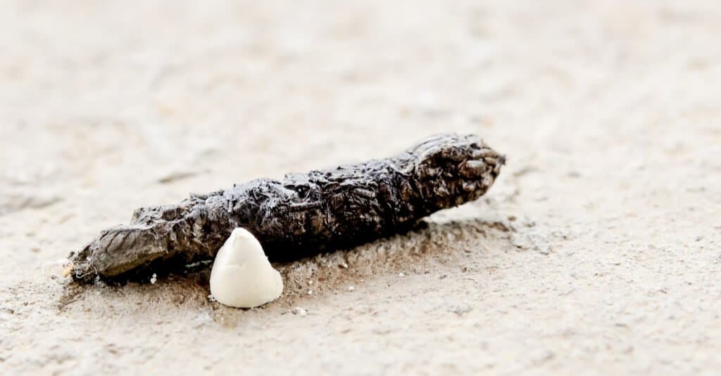 crotte de lezard