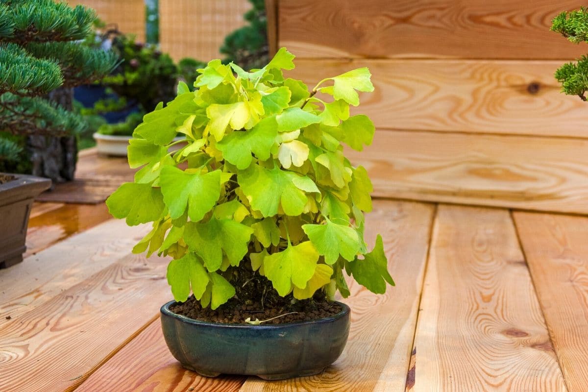 Ginkgo Bonsaï : comment le cultiver et l’entretenir