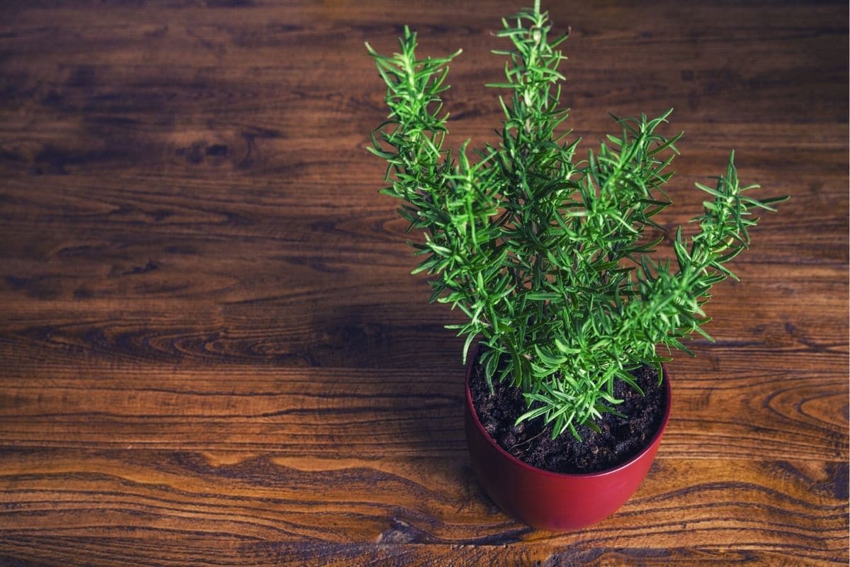 Comment cultiver et entretenir un Bonsaï de romarin