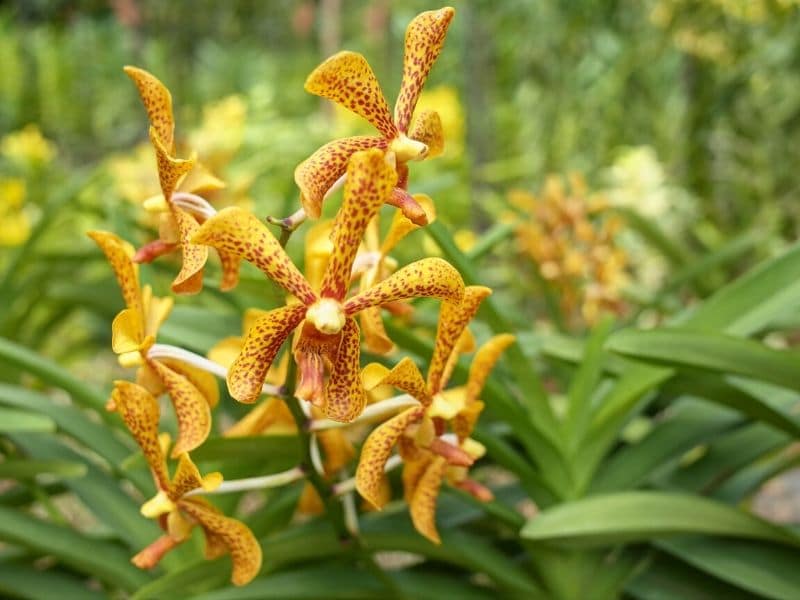 orchidée orange