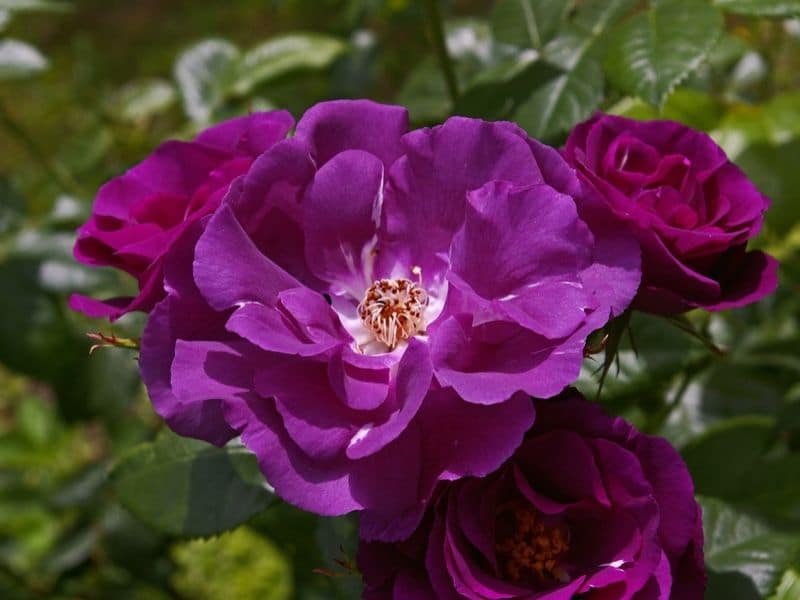 Roses bleues : Signification et photos des différentes variétés