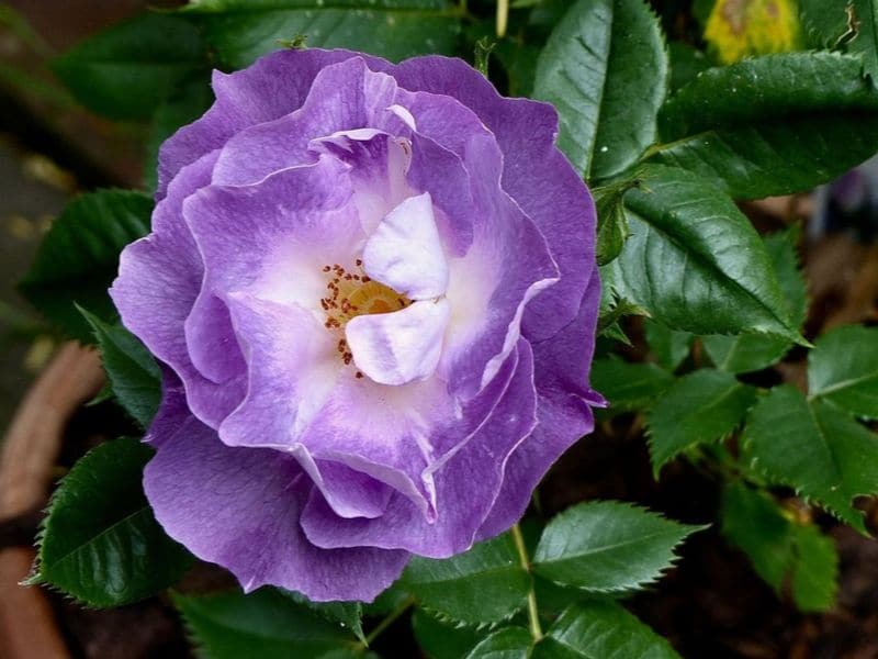 Rosa 'Blue for you' (Rosa 'Bleu pour toi')