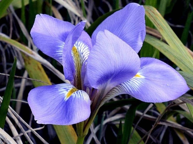 L'iris est une fleur de février