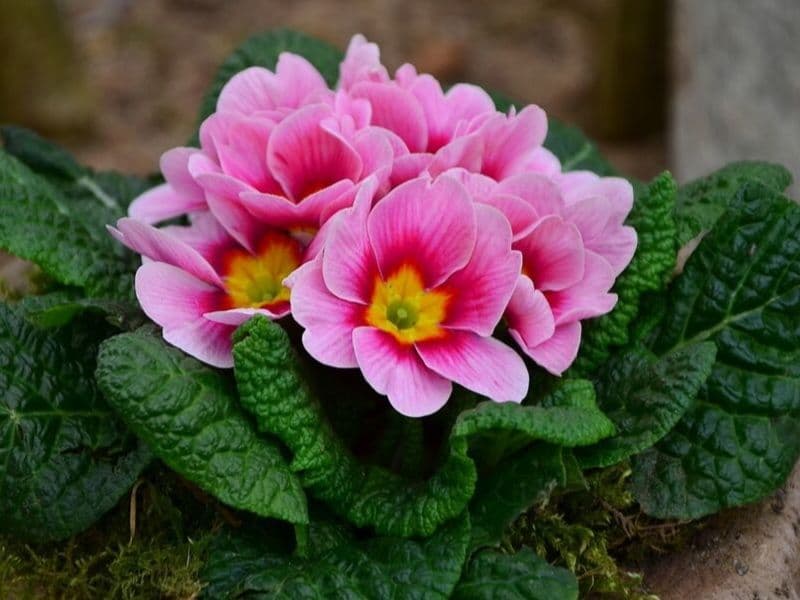La primevère est une fleur de février