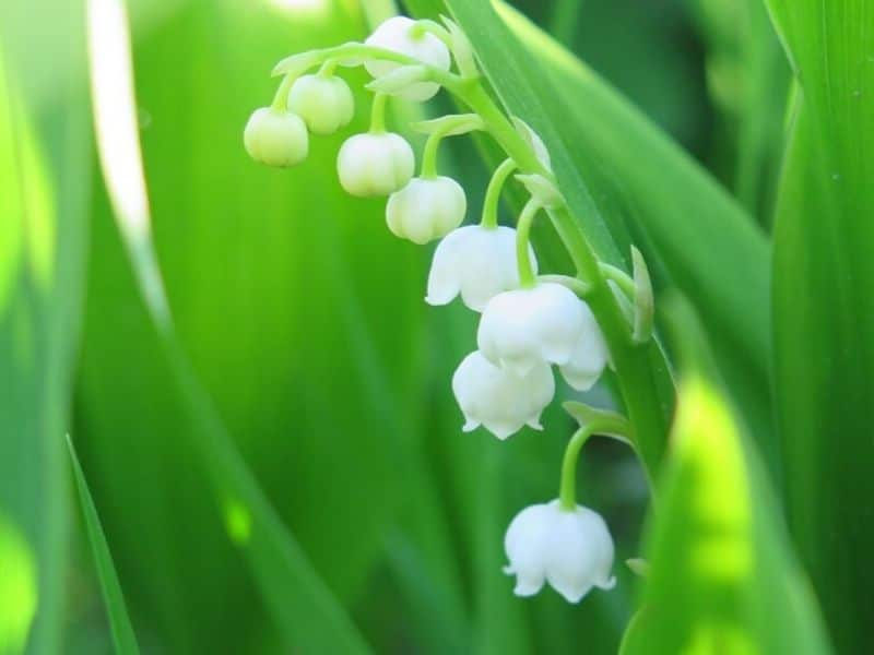 Le muguet est la fleur de mai