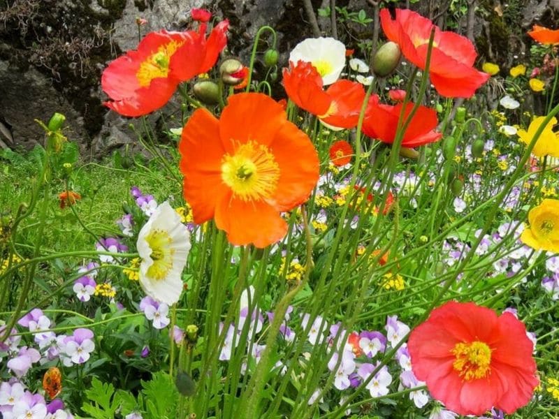 Le coquelicot est une fleur du mois d'août