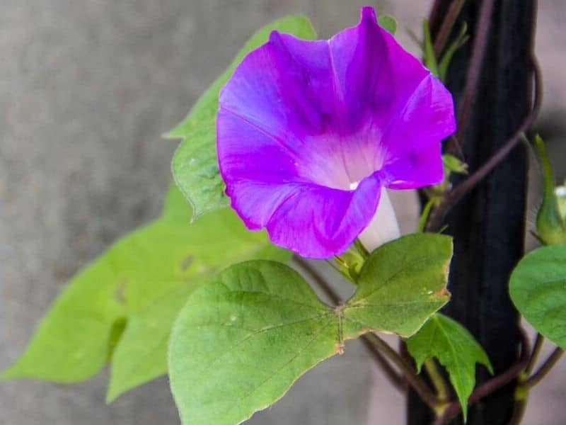 Morning glory est une fleur de septembre
