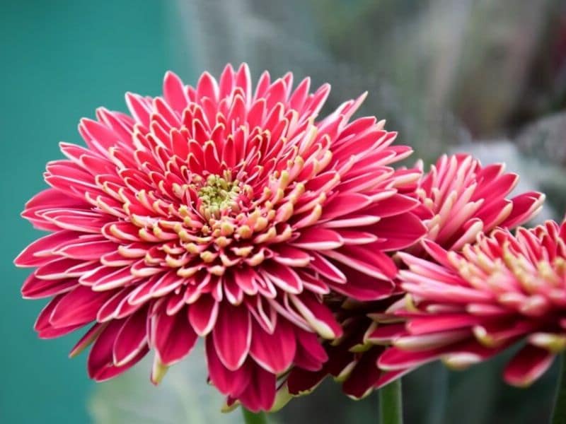 Le chrysanthème est une fleur de novembre