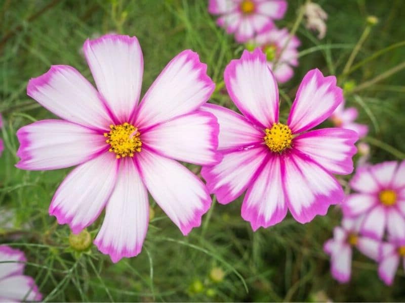 Cosmos est la fleur d'octobre