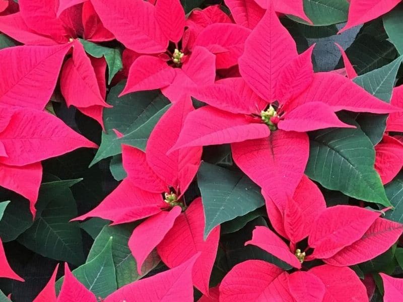 Le poinsettia est une fleur de décembre