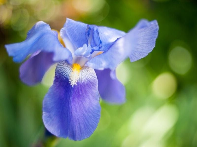 iris bleu