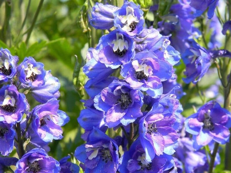 delphinium bleu