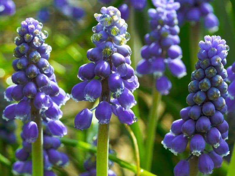 jacinthe d'eau