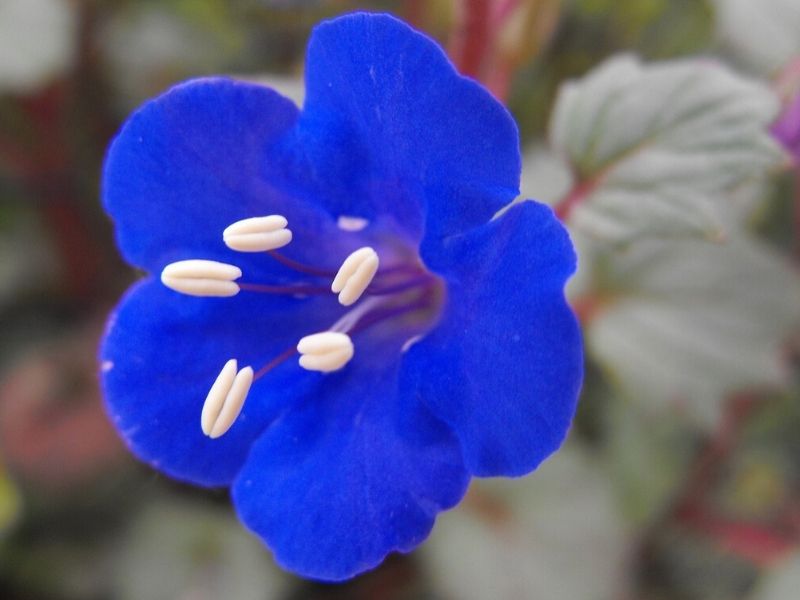 fleur de bleuet du désert
