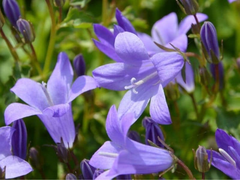 campanules