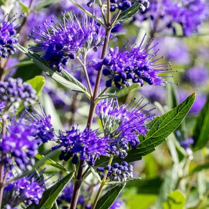 arbuste de la brume bleue