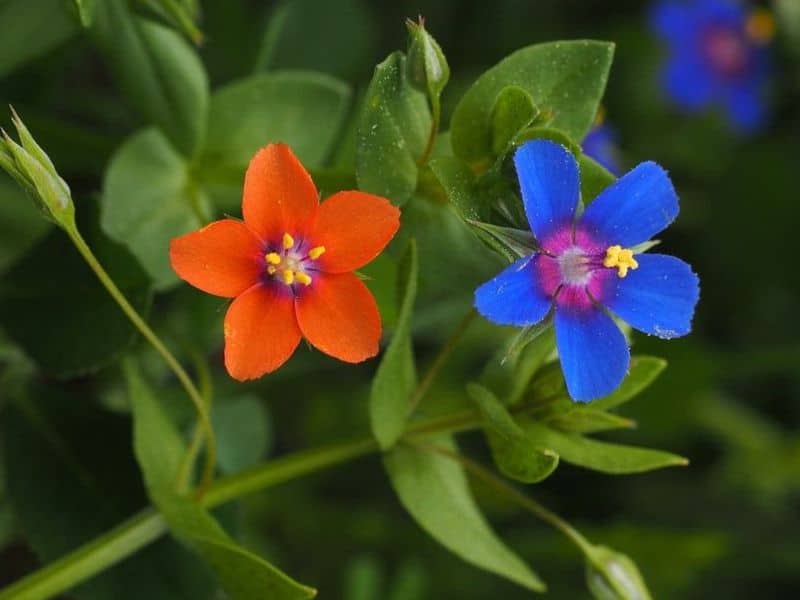 le sablier du pauvre