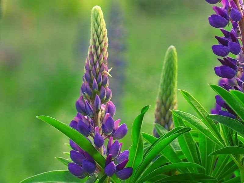 fleurs de lupin