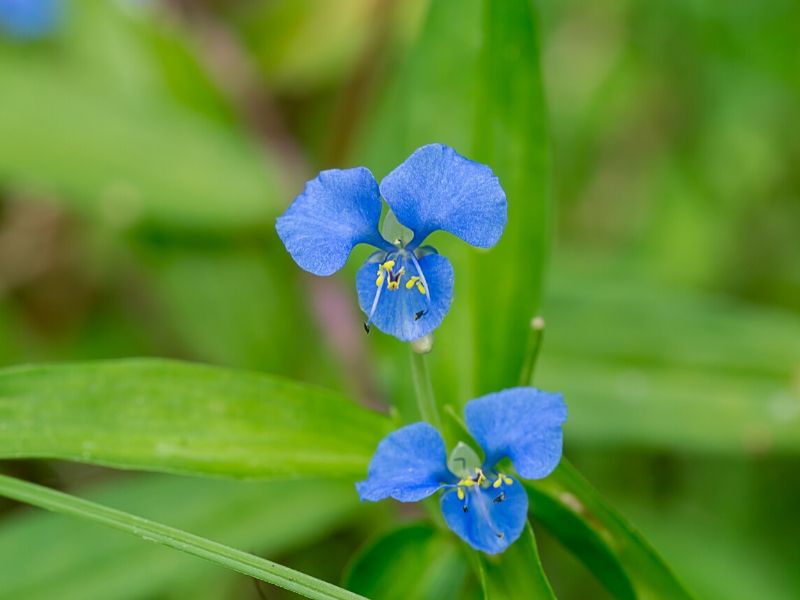 fleur de jour du bec d'oiseau