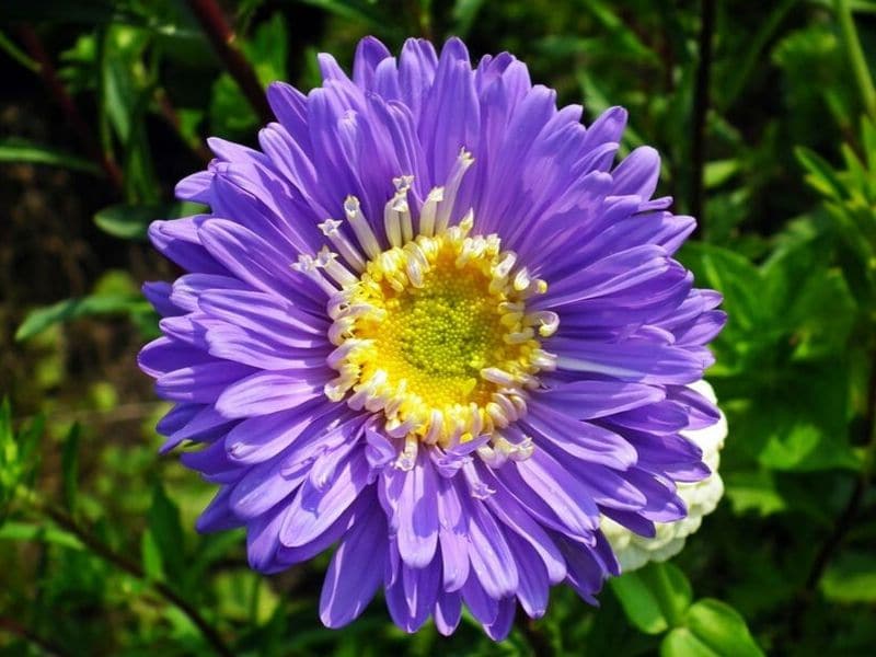 aster bleu
