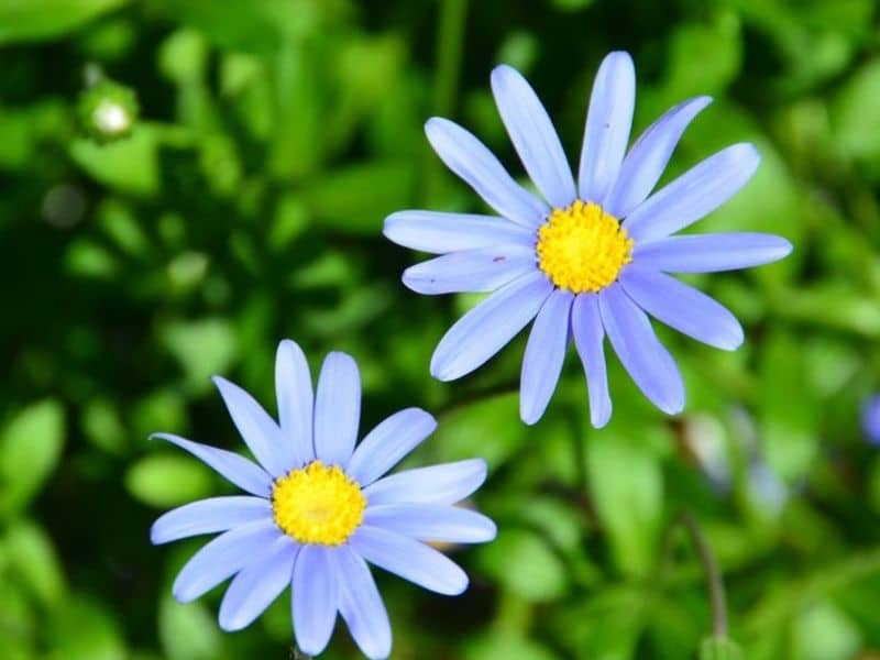 marguerite bleue felicia