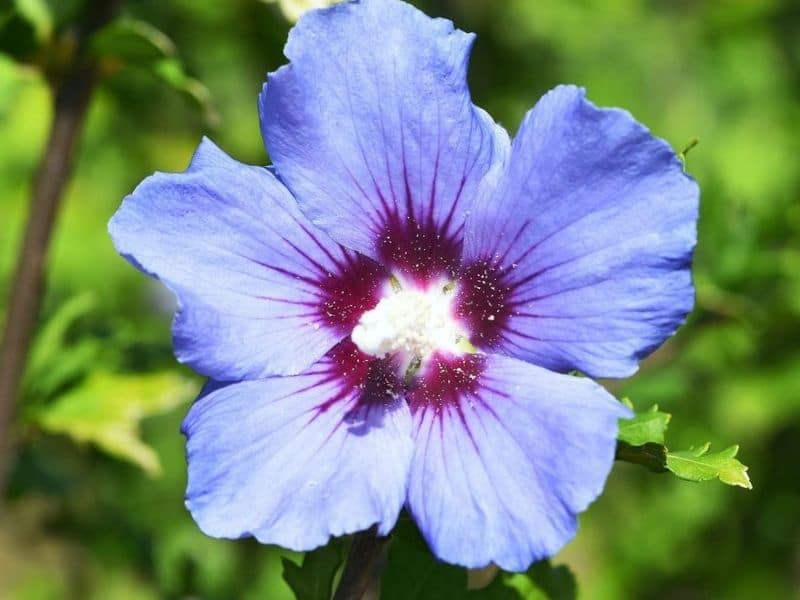 hibiscus bleu