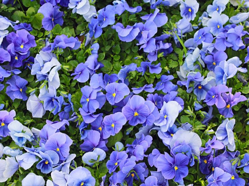violettes bleues dans le jardin