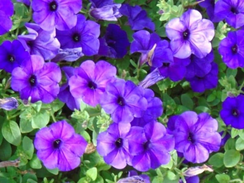 impatiens bleu