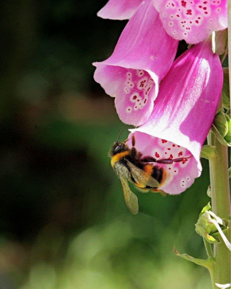 abeille dans une digitale