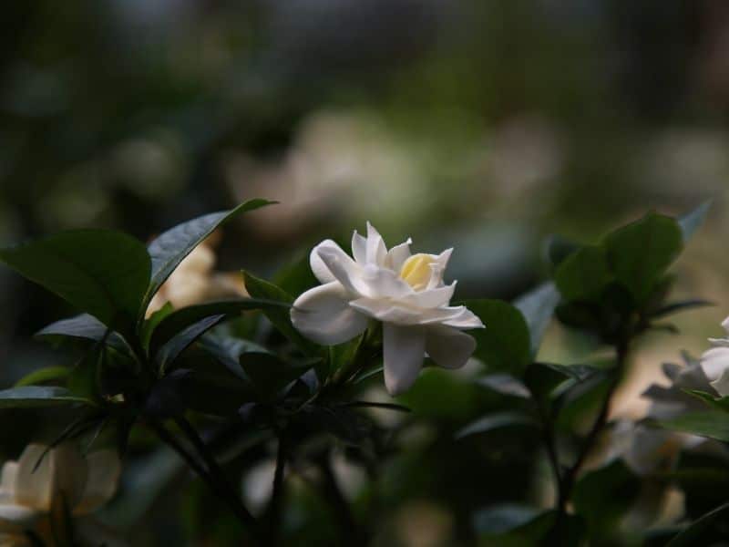 fleur de gardénia blanche